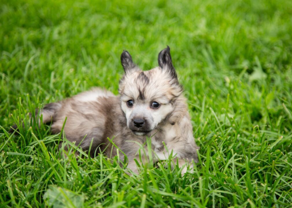#77. Chinese crested